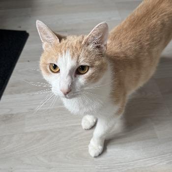 Cleo 202620934