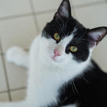Pepper
