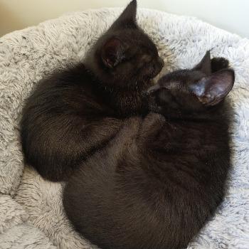 Leo & Nero 202623233 / 202623234