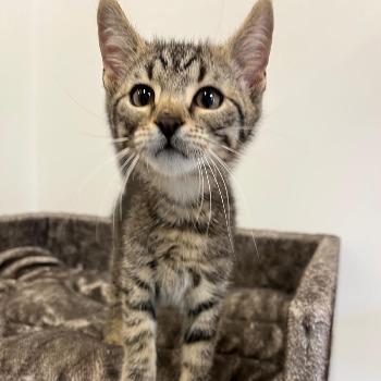 Kittens Nounou, Nora en Nizzel (geboren juni 26)