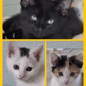 Nero, Nena en Nouschka