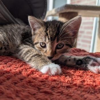 Pepper