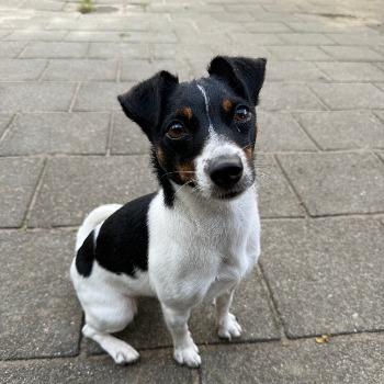 Milou