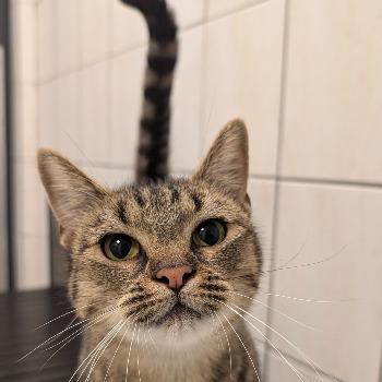 Nala