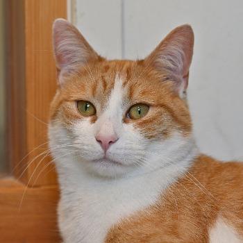 Chance (2 jaar)
