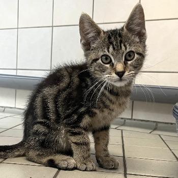 kitten-3879