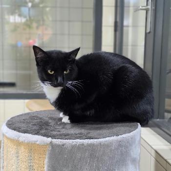 Meneer Snor (4775)