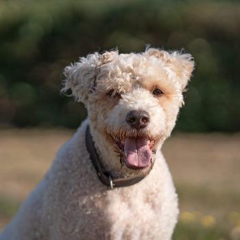 Cooper