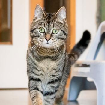 Thor (1 jaar)