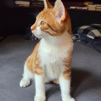 Diego