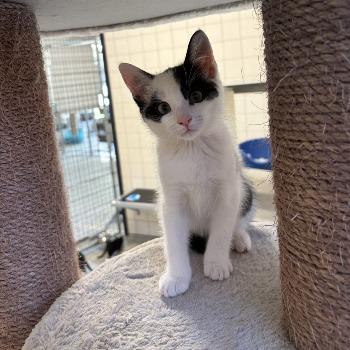 Kitten-3765