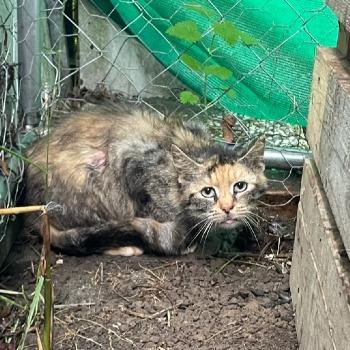 Buiten- / Boerderijkatten