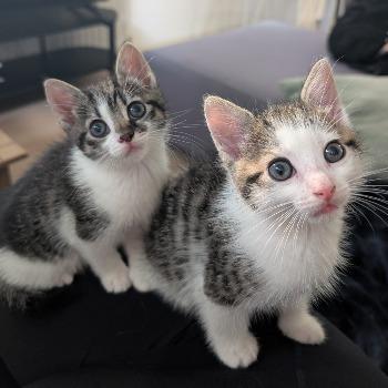 kittens
