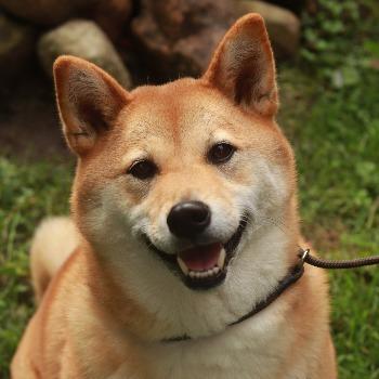 Akira