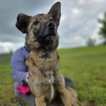 Zena