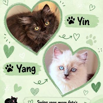 Yin en Yang