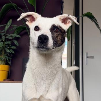 Zara - vanuit huis geplaatst
