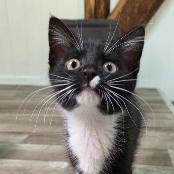Morris