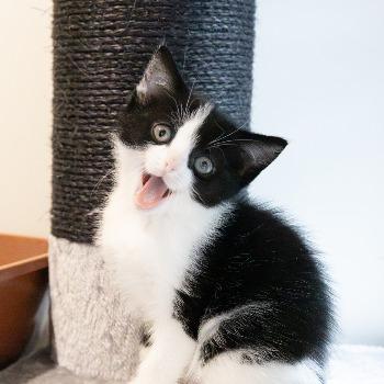 Heel veel kittens