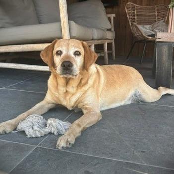 Bente