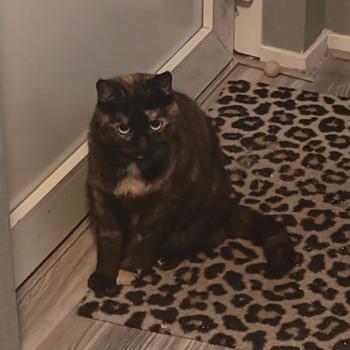 Lisa (en Bommel)