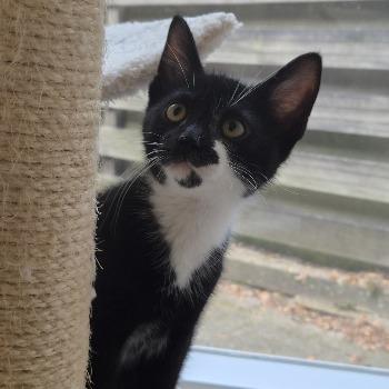 Kitten-3837