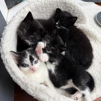 Kittens van Duchess 