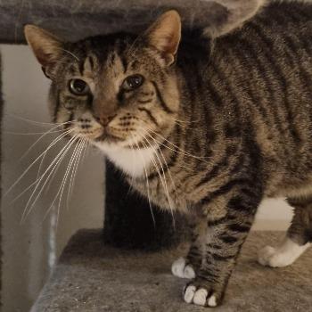 Maverick (FIV+)