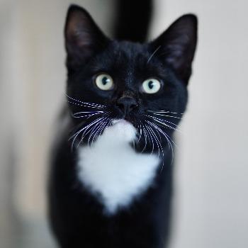 kitten-3814