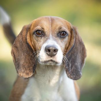 Charlie (Sh7247)