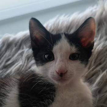 Joey (met broertje of zusje)