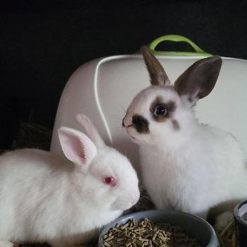 Dippie, Dinky en Sterre