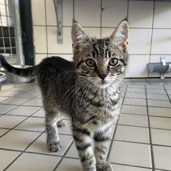 kitten-3829