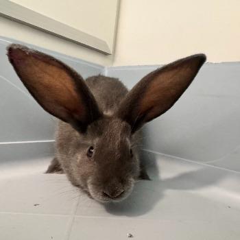Sneezy