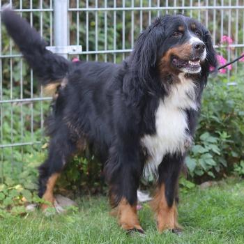 Guusje