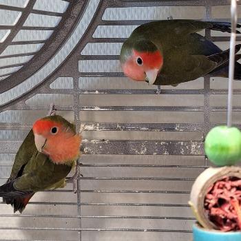 Red en Terence