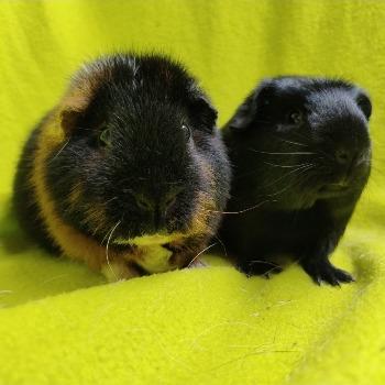 Peper&Zout