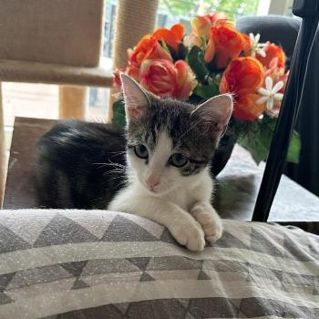 Kitten Flo