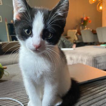Kovu