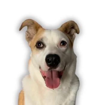 Luca