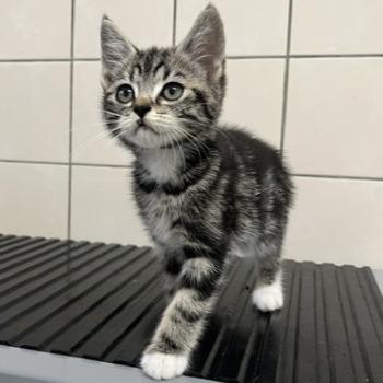 Kitten-3821