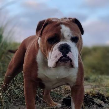 Bowie