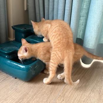 Hammetje & Poppey