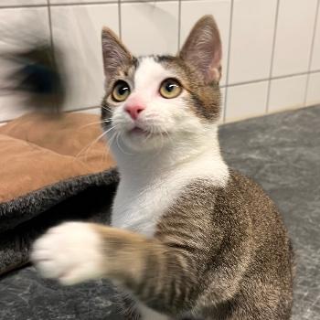 Kitten Gio