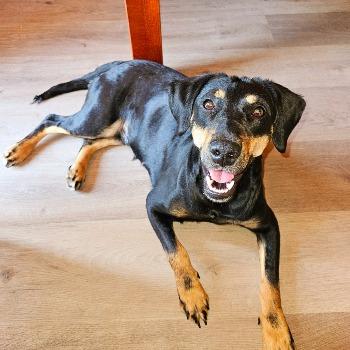 Cloi en Laika