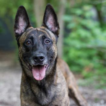 Diesel