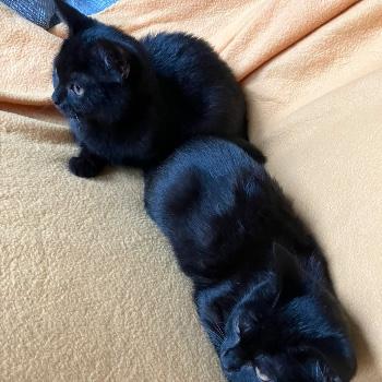 Sesam en Pepita