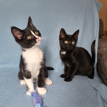 Oreo en Georgina