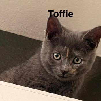 Toffie 15842