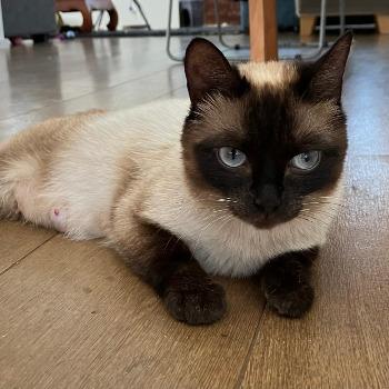Lotje